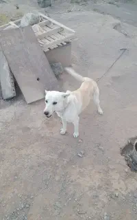 سگ نگهبان