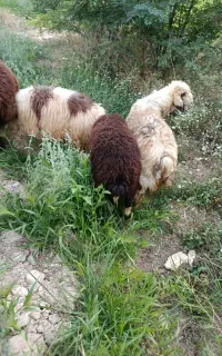 بره پاک و سالم روغنی