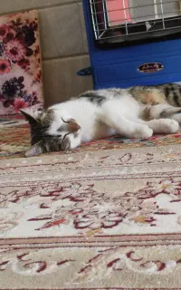 گربه نر ۸ماهه