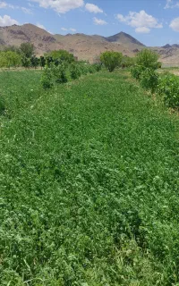 فروش یونجه درهم (یونجه وعلف) چین اول