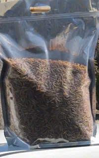 کرم میلورم خشک