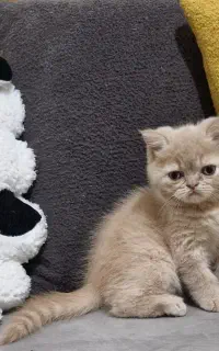بچه گربه  اسکاتیش