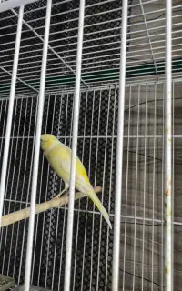 قناری نر ماده
