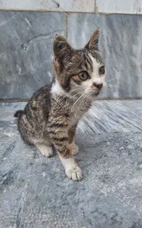 واگزاری گربه ۳ماهه