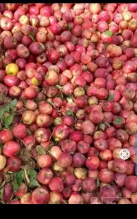 سیب پا درختی ضایعات