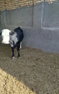 گوساله ماده سمینتال