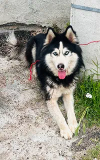 سگ هاسکی اصلی