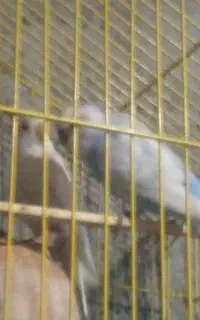 سکه فروشی