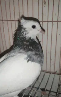 کفتر رنگه