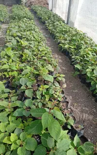 نهال تلخ کیوی پایه خیاری بدون نماتود