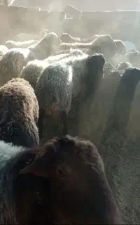 بره
