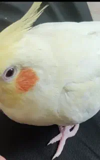 گمشده