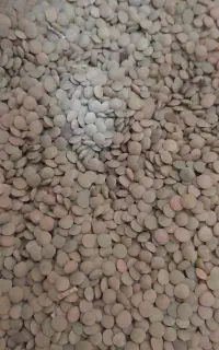 عدس