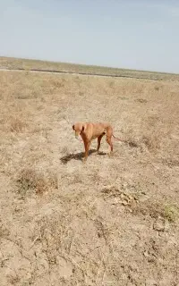 تازی شکاری
