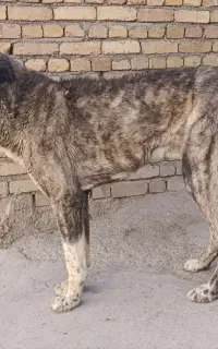 سگ خراسانی