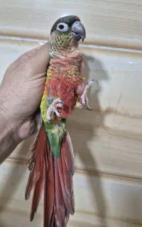 گیرینچیک یلوساید رد