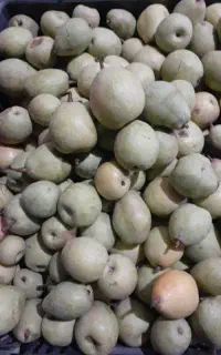 گلابی محلی و ارگانیک