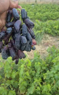 نهال انگور  ریشه لخت موندراپ