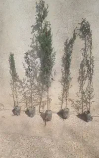 نشاء شیرازی فقط ۲۰۰۰۰ تومن
