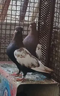 فروش کبوتر