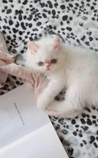 بچه پرشین صورت عروسکی