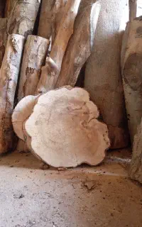 چوب برش خورده کالباسی درجه یک راش ۶ عدد