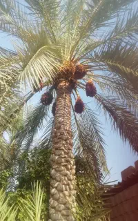 خرمای امسال برحی و بریمی کیلو 200 تو حیاط