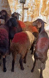 بره ماده افشار