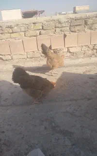 مرغ محلی تخم گذار