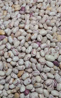 لوبیای  چیتی درجه یک
