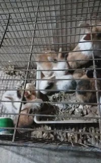 بچه خرگوش لوپ