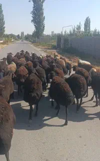 گوسفندبره دارقزل افشار