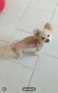 سگ گمشده