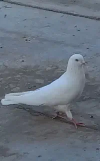 کبوتر گم شده باخت رفته در شهرک غرب
