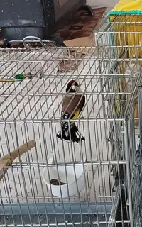 سهره مست دهن زنگی بدون پرخراب