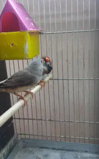 یک جفت فنچ کینگ