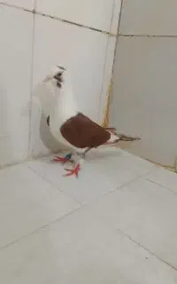 تابلو کفتر سرخ