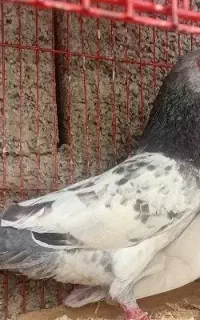 کبوتر پاکستانی