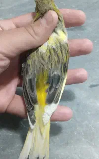 یک عدد قناری ماده ابلغ زرد