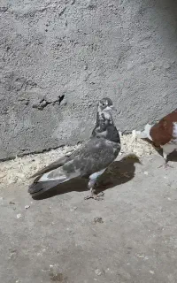 سلام  کبوتر