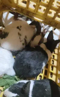 خرگوش
