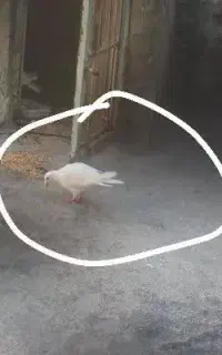 گمشده