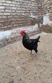 خروس جتی