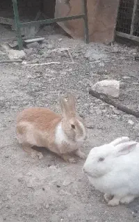 خرگوش بازیگوش رایگان