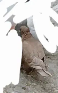 کبوتز زرد دم سفید گم کردم