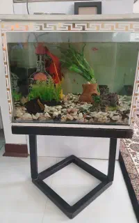 آکواریم