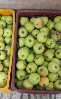 سیب ارگانیک