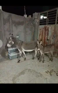 الاغ