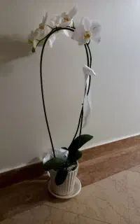 گل ارکیده طبیعی