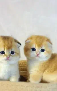 مجموعه گربه های نژاد دار